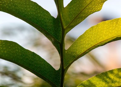 Textura vegetal (vertical)