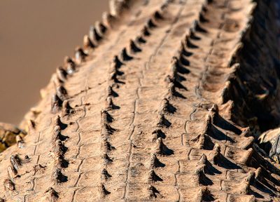 Textura de cocodrilo (vertical)