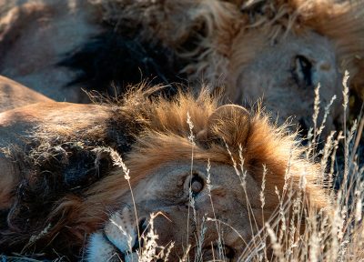 Leones en Tanzania (vertical)