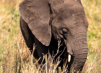 Elefante 2 (vertical)