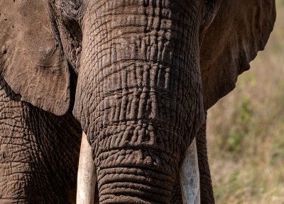 Elefante 3 (vertical)