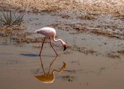 Flamingo