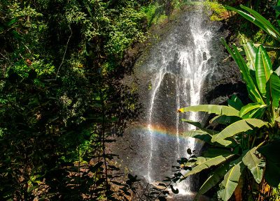 Catarata, selva africana. (vertical)