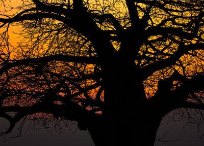 Baobab al atardecer 2