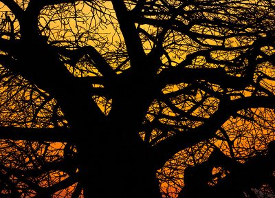 Baobab al atardecer 2 (vertical)