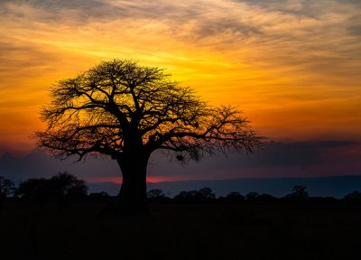 Baobab al atardecer