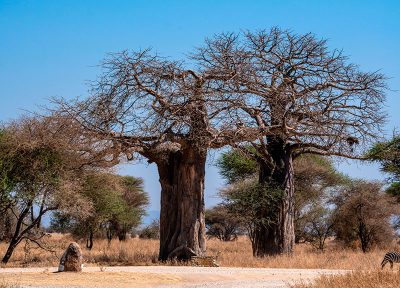 Zebra crossing (vertical)