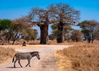 Zebra crossing