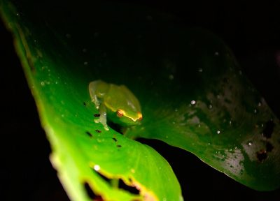 Green frog