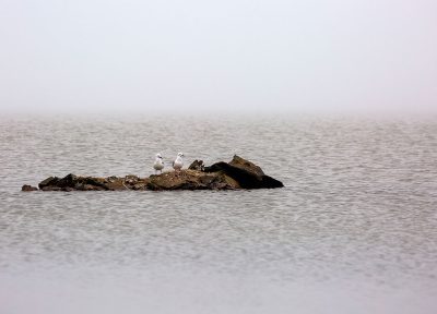 Aves en la niebla