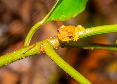 Amazon frog