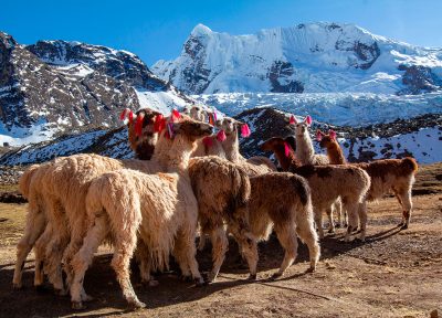 Grupo de llamas