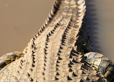 Armadura africana – Namibia