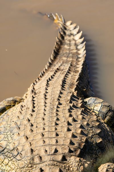 Armadura africana – Namibia