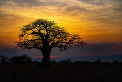 Baobab – Tanzania