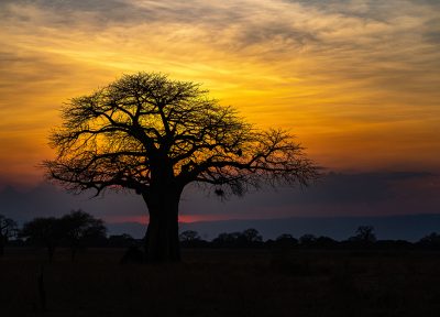 Baobab – Tanzania