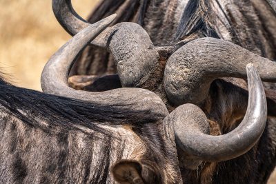 Choque de bestias – Serengueti, Tanzania