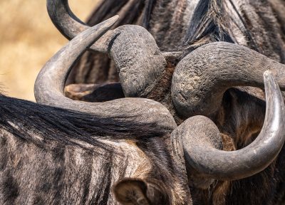 Choque de bestias – Serengueti, Tanzania