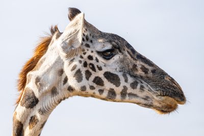 Doña jirafa – Etosha, Namibia