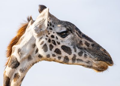 Doña jirafa – Etosha, Namibia