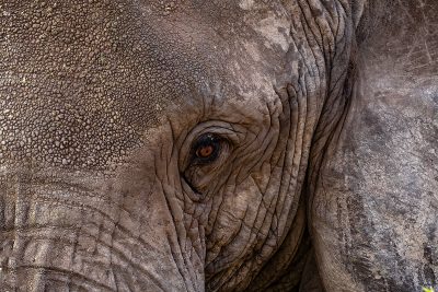 Elefante africano – Serengueti, Tanzania