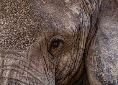 Elefante africano – Serengueti, Tanzania