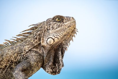 Iguana – Piura, Perú