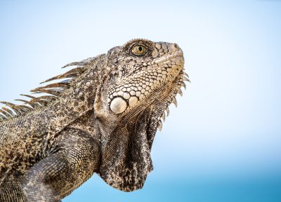 Iguana – Piura, Perú