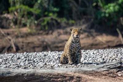 Jaguar amazónico – Tambopata, Perú