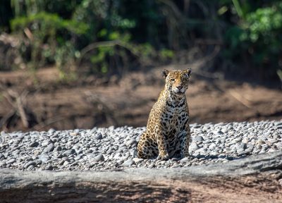 Jaguar amazónico – Tambopata, Perú