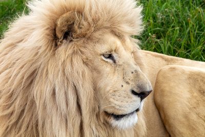 León africano – Sudáfrica