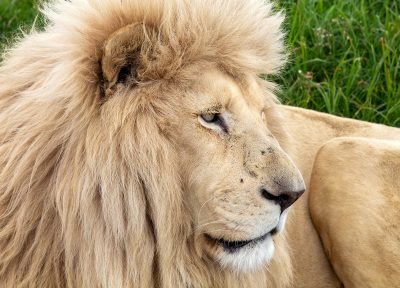 León africano – Sudáfrica