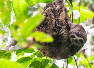 Perezoso amazónico – Pacaya Samiria, Perú