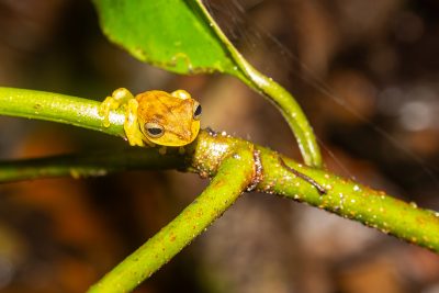 Ranita amarilla – Tambopata, Perú
