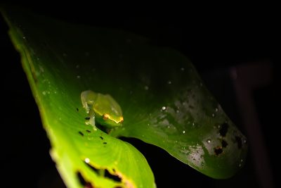 Ranita verde – Pacaya Samiria, Perú