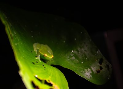 Ranita verde – Pacaya Samiria, Perú