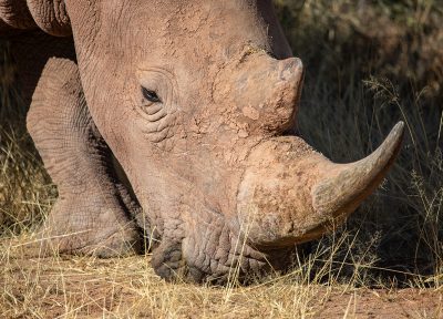 Rinoceronte Blanco – Namibia