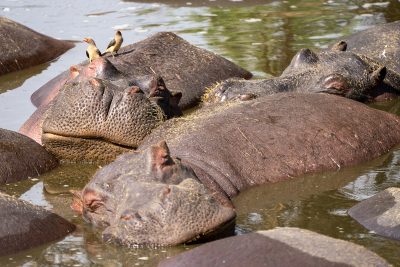 Siesta africana – Serengueti, Tanzania