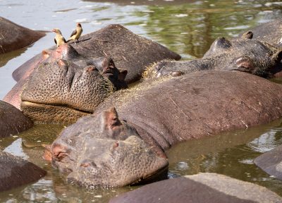 Siesta africana – Serengueti, Tanzania