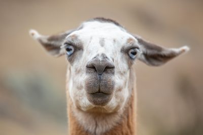 Urubamba, Perú