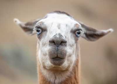 Urubamba, Perú