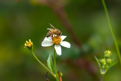 Abeja en faena diaria – Lima