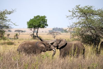 Amor silvestre – Serengueti, Tanzania