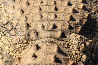 Armadura de cocodrilo I – Namibia
