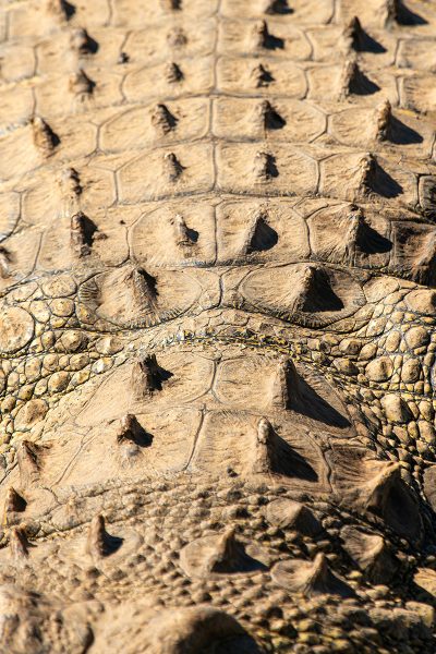 Armadura de cocodrilo II – Namibia