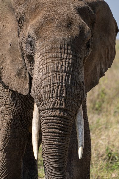 Elefante Africano II – Serengueti, Tanzania