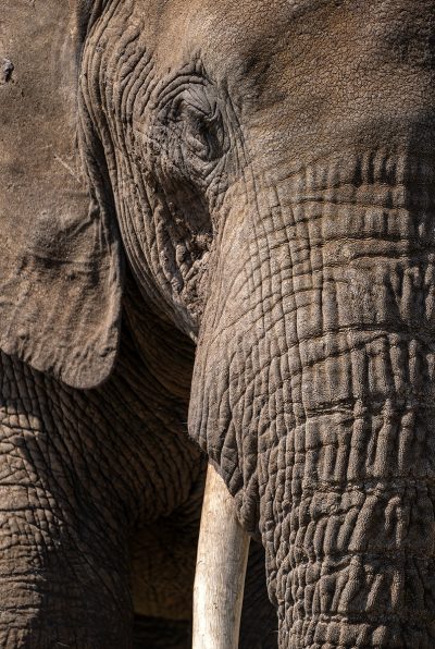 Elefante Africano III – Serengueti, Tanzania