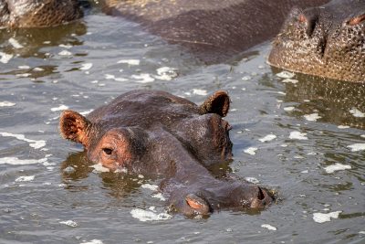 Hipopótamo – Serengueti, Tanzania