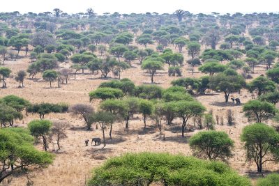 Mega fauna en mega bosque – Tanzania