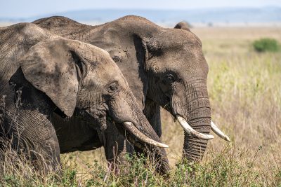 Siempre juntos – Serengueti, Tanzania